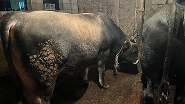 корым: Продаю | Бык (самец) — 8