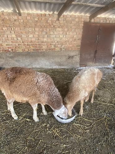 Зоотовары: Продаю | Овца (самка) | Для разведения — 2