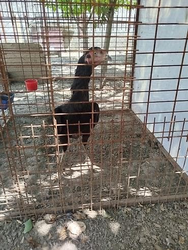 кошки в токмаке: Дакан жожо мекиш сатылат активный алмашу жолдору бар адрес Бишкек — 1