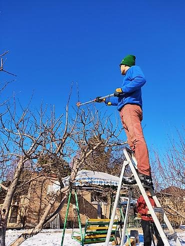 цветы букеты: Обрезка плодовых деревьев !!! Также обрезка хвойных и различных — 1
