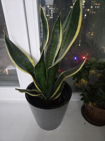 Сансевиерия (Sansevieria trifasciata ‘Laurentii’) в горшке -