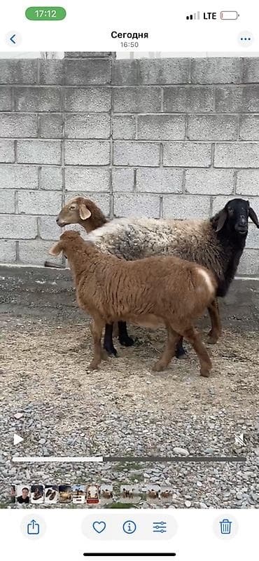 простой тоок: Продаю | Овца (самка) | На забой — 4