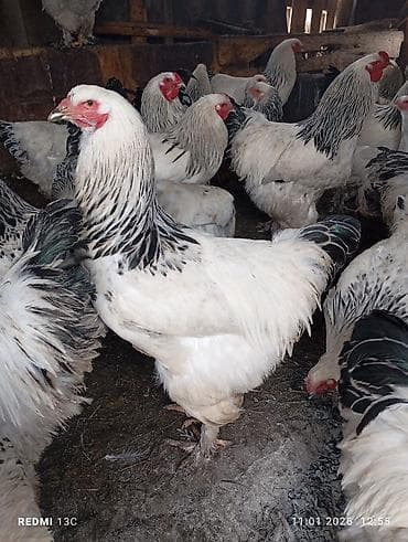 ветеринар токмок: Продаю только петухов московская брама — 4