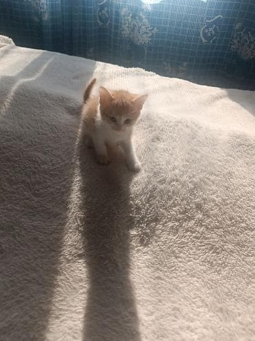 шотландская прямоухая кошка цена: Рыжебелый котёнок с белой грудкой и лапками. Компактный, активный и — 7