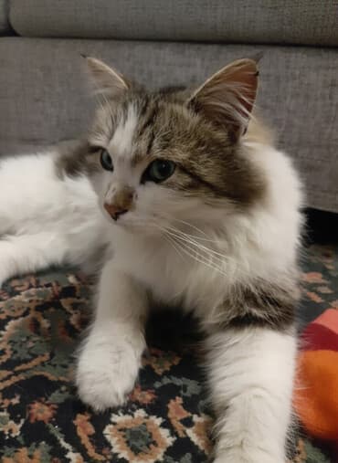 Бишкек! На рынке Дордой найдена кошка! хозяин отзовись! Временно