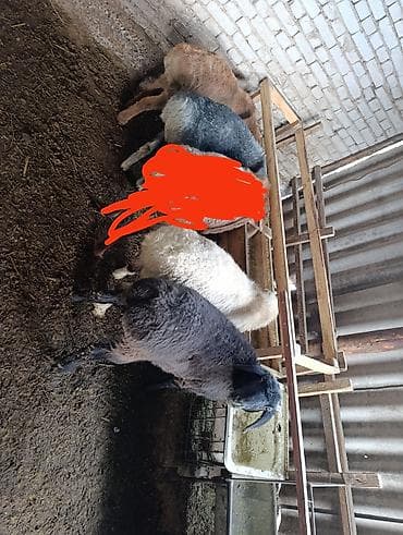 Продаю | Ягненок | Для разведения