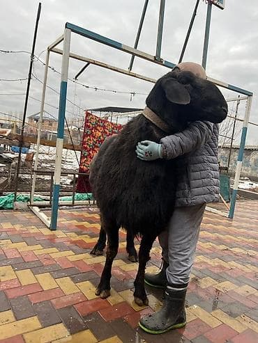 корова молочная: Продаю | Баран (самец) | Арашан | Для разведения | Племенные, Осеменитель — 9