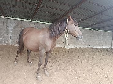 мексиканская собака: Продаю | Кобыла (самка) | Для разведения — 3