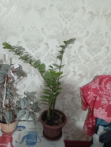 черный замиокулькас: Замиокулькас (ZZ-plant), комнатное декоративно-лиственное растение в — 2