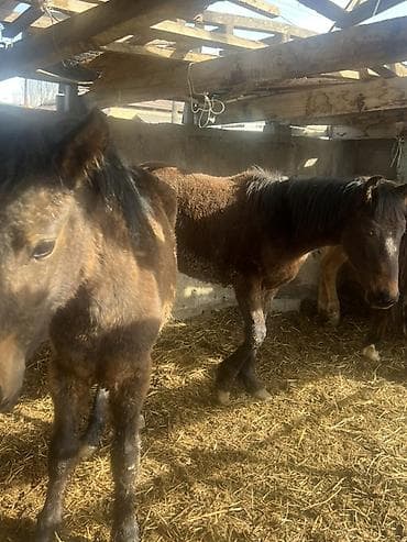 Үй жаныбарлары: Сатам | Тай | Көбөйтүү үчүн | Асыл тукумдуу — 4