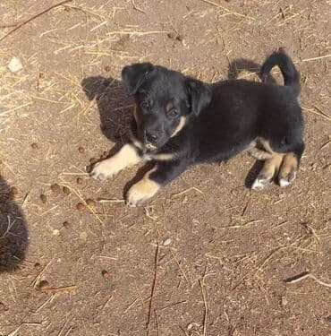 куплю вольер для собаки: Собака даром: Дворняжка, 3 месяца, Самка — 2