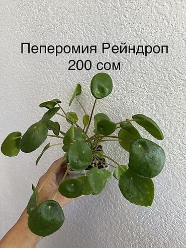Алоказии: Укорененные черенки/отростки. Адрес 8 мкр — 10