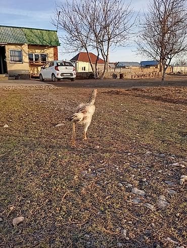 куриные сердечки: Продаю | Куры | Дакан | Для разведения — 3