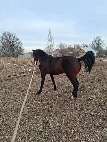 мал айдаган ит сатылат: Сатам | Байтал | Ат спорту — 3