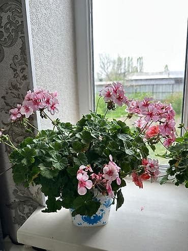 цветущую герань: Пеларгония (герань) комнатная — коллекция цветущих кустов в горшках — 4