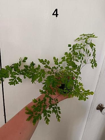 фруктовый себет: 🌿 Продаю Адиантум (Венерин волос) - нежный и очень живучий! Продаю — 3