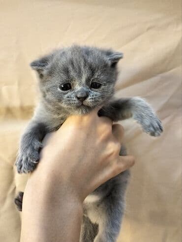 сколько стоит черепаха маленькая в бишкеке: ✨ Открыто бронирование котят голубого окраса — малышам 3 недели! — 5