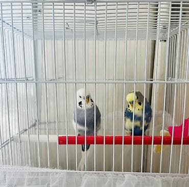 птици: Волнистые попугаи (пара) в комплекте с клеткой. Состав набора: - 2 — 1