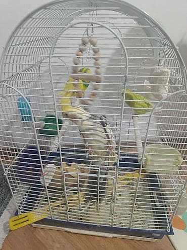 кадди сай: 3 шт попугай + клеткасы менен — 1