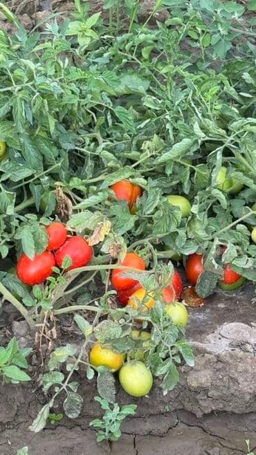 цветы бишкек оптом: Помидоры Красные — 2