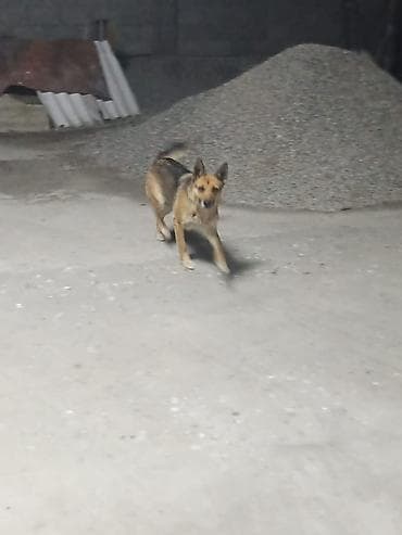 сабака шинки дворняшки: Токмок срочно пристраиваются две собачки молодые хорошие охранники — 1