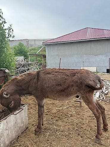 не пригодился: Ослы (молодняк и взрослые), домашнее разведение 6 штук Описание: - — 6