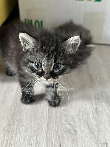 Котята, пушистые комочки счастья - Порода: беспородные домашние