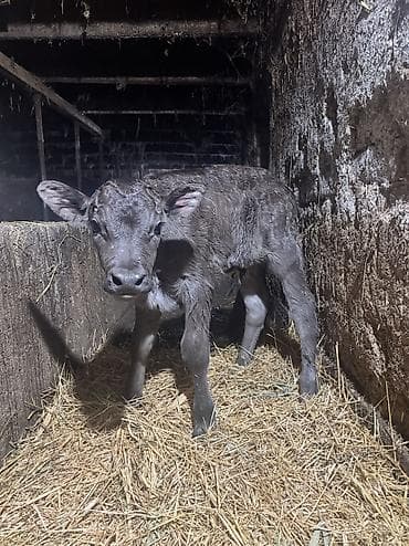 Аквариумы: Продаю | Музоо, торпок | Полукровка | На откорм — 4