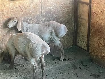 гиссарские матки: Продаю | Ягненок, Баран (самец) | Арашан | Для разведения | Племенные — 3