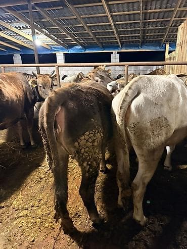 продаю бык: Продаю | Бык (самец), Тёлка | Полукровка | На откорм — 3