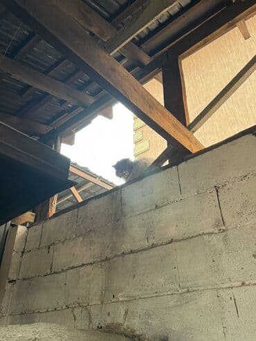 сколько стоит королевский дог: Домашний кот, который оказался на улице но неизвестно для меня — 6