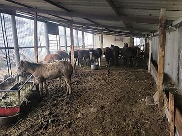 лошадь жеребец: Продаю | Жеребенок | Для разведения — 1