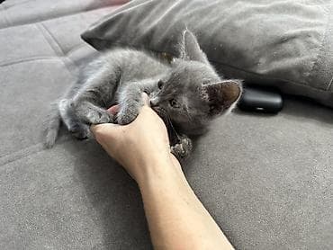 scottish fold: Отдаем бесплатно котят 2 мес черная девочка серый мальчик ❤️ в — 2