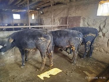 продам коров: Продаю | Бык (самец) | На откорм — 6