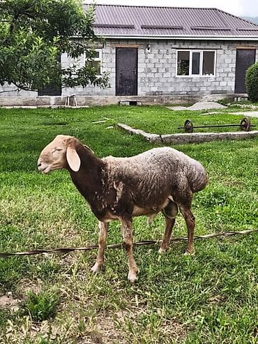 Животные: Продаю | Баран (самец) | Арашан | Для разведения | Племенные — 1