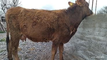 скот корова: Продаю | Корова (самка) | Для молока — 5