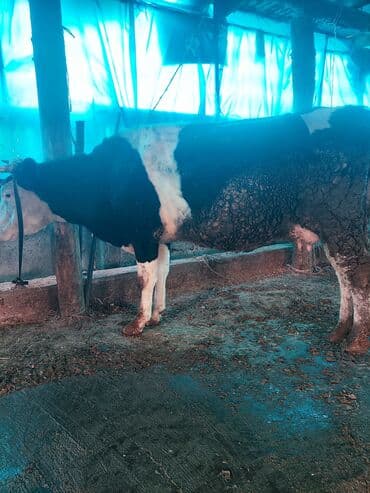 добрый карова: Продаю | Корова (самка) | Голштин | Для разведения, Для молока — 5
