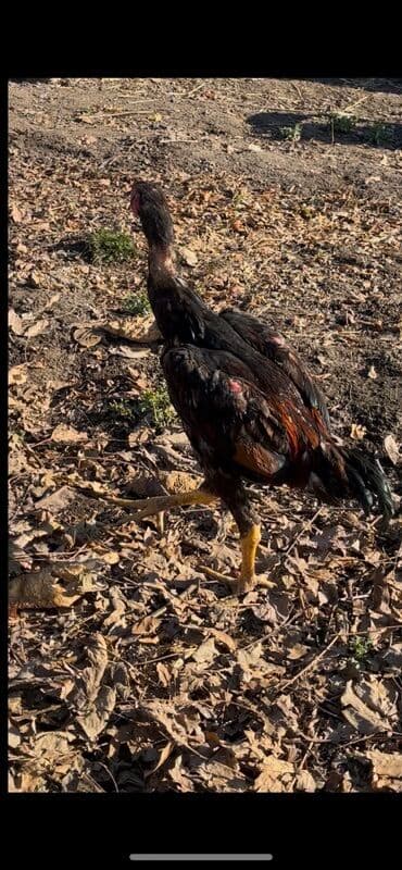 Кемирүүчүлөр: Кореец 💯 Уступка будет Находится в Александровке ВАТЦАП — 8