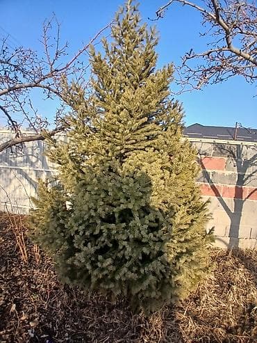 детский комод бишкек: Ель декоративная (хвойное дерево для участка) - Пышная, густая крона — 1