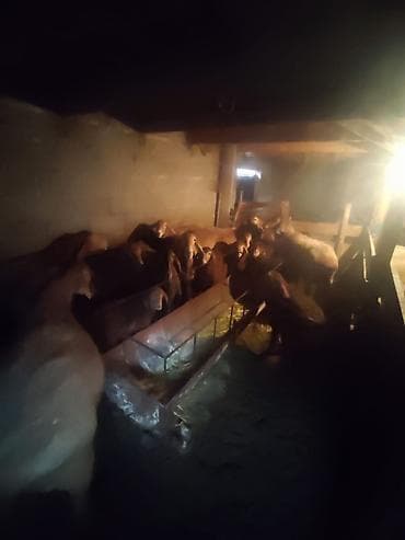 Другие животные: Продаю | Овца (самка), Ягненок | Арашан | Для разведения | Племенные, Матка, Ягнившаяся — 8