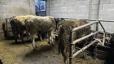 мышык сатылат: Сатам | Бука (эркек) | Бордоп семиртүү үчүн | Байланган — 9