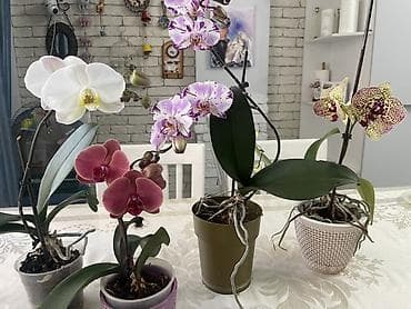 орхид: Орхидеи Голландия адаптированные домашние — 1
