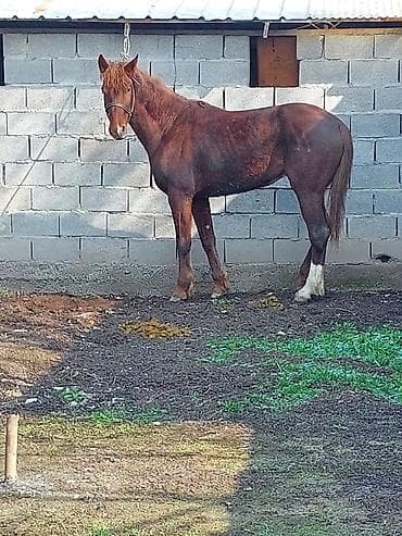 коня: Продаю | Жеребец | Конный спорт — 2