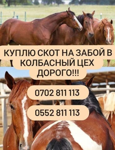 молочное оборудование: Куплю | Коровы,быки, Лошади, кони, Другие с/х животные | — 3