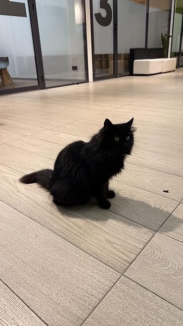 голая кошка девочка: Кот (чёрный, пушистый) СРОЧНО НУЖНА ПОМОЩЬ 🖤 Черная кошка, совсем — 3