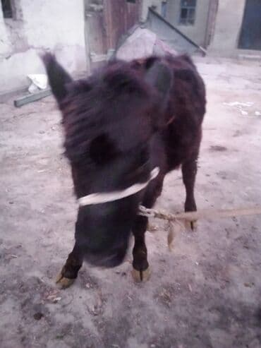 коровы молочной породы купить: Продаю | Тёлка | Абердин-ангус | На откорм | Привязанные — 10
