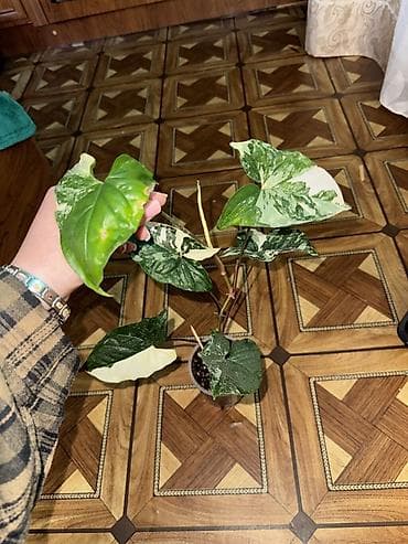 mf doom: Комнатные растения — коллекционные ароидные - Монстера вариегатная — 6