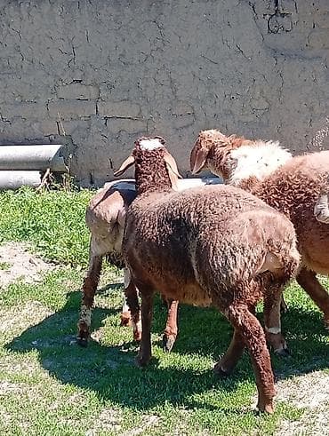 ош жапалак: Сатам | Ургаачы кой (ургаачы) | Көбөйтүү үчүн | Ургаачы — 2