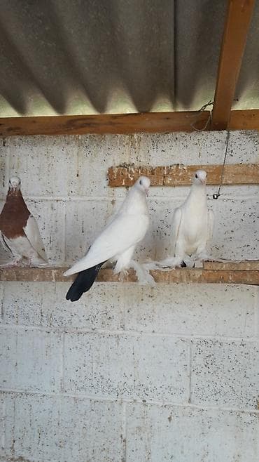 голуби птицы животный: Породистые голуби (декоративно-летные) Описание: - Группа голубей с — 4