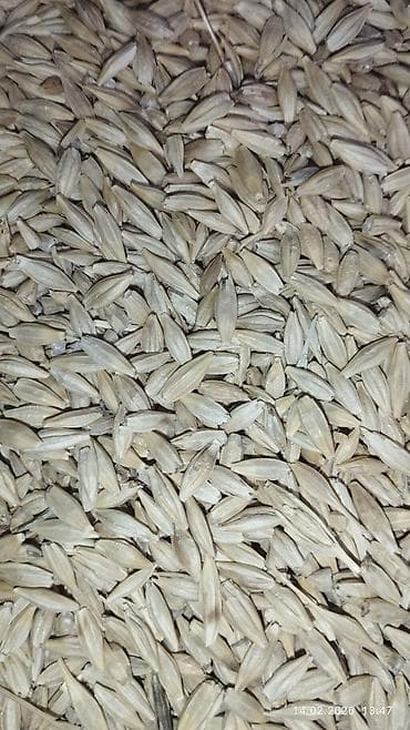 каракол арпа: Продается ячмень сорт НУТАНС — 2